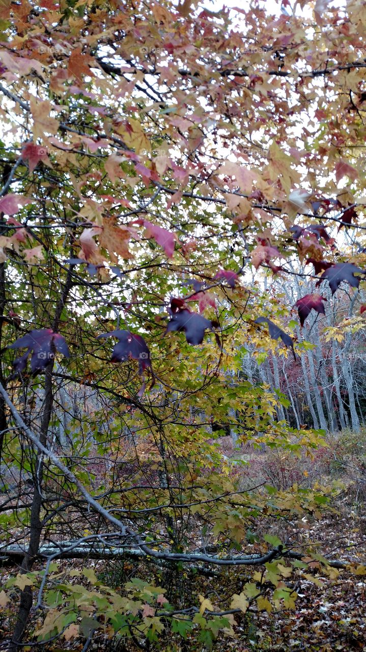 Fall foliage of New Jersey