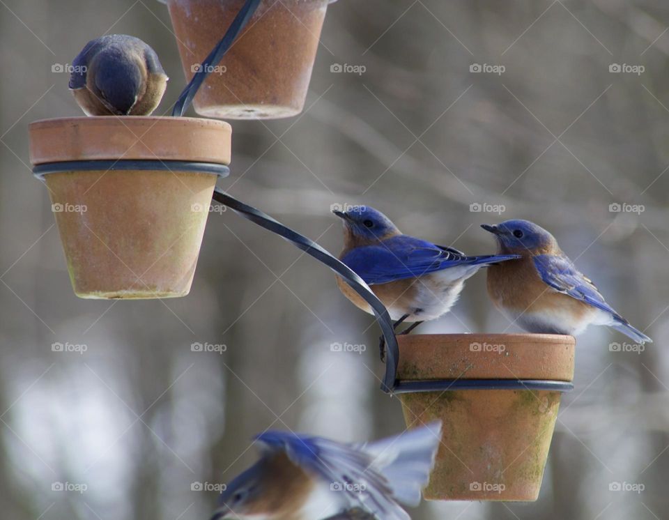 Eastern Bluebirds in winter