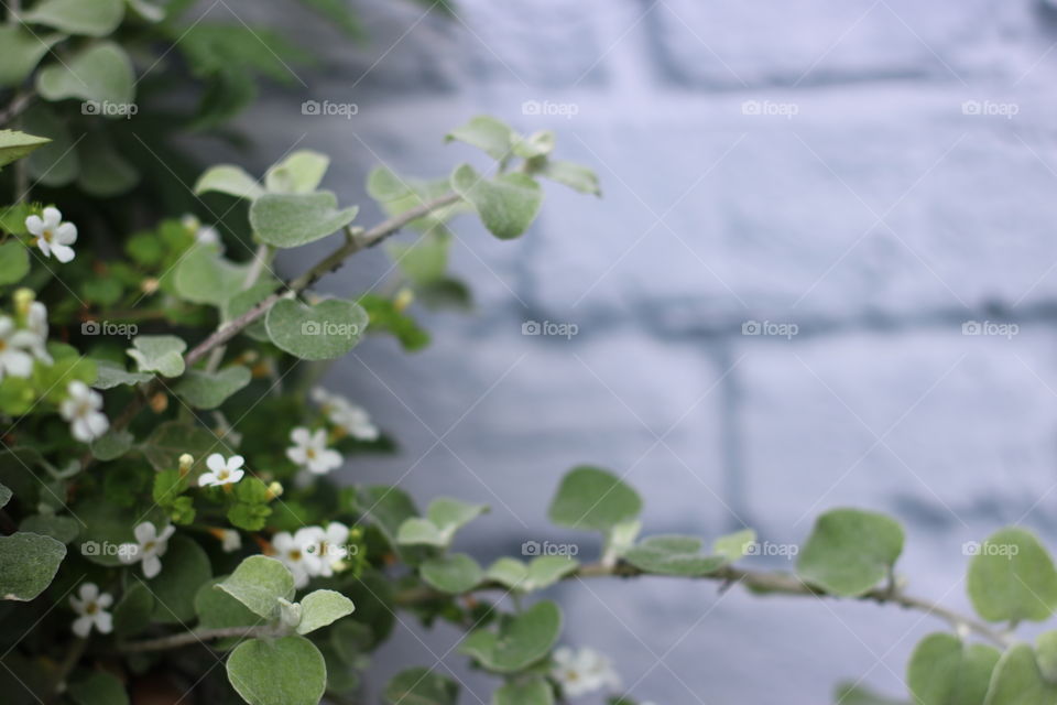 Flower, Flora, Nature, Leaf, Summer