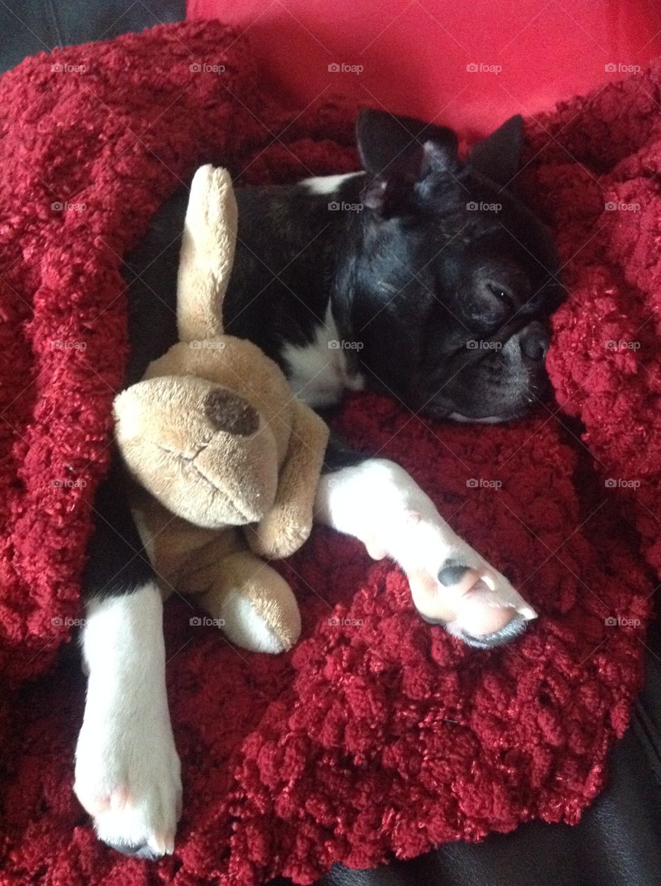 Cuddling Bugg and teddy bear ! 🐻 