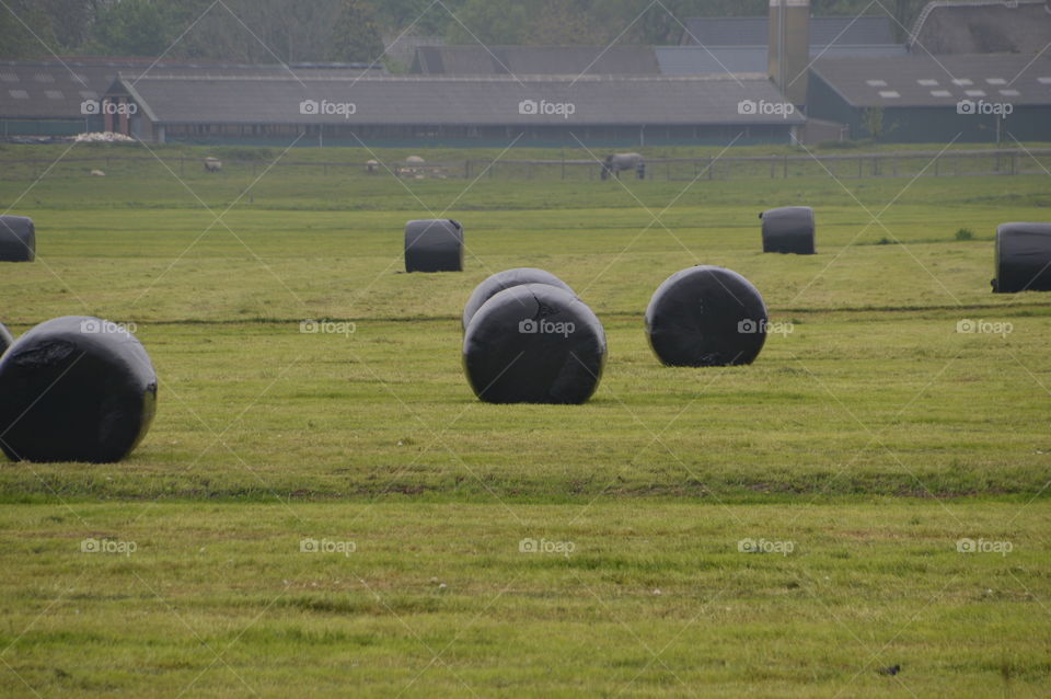 Haystacks On A Farmland