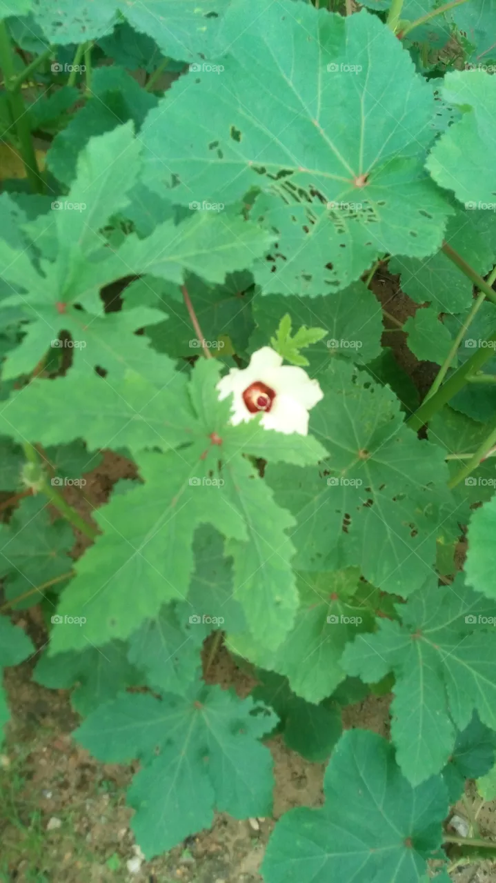 beautiful flower