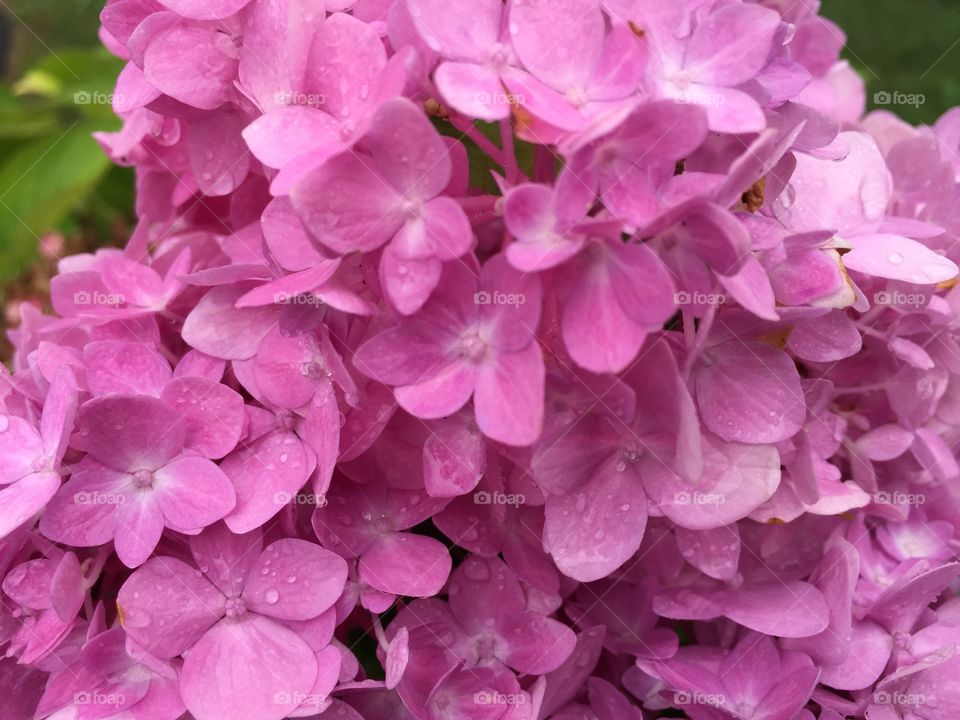 Hydrangea. Back yard flowers