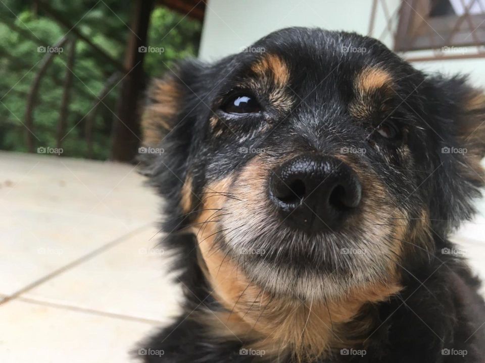 Cachorro cheirando a câmera