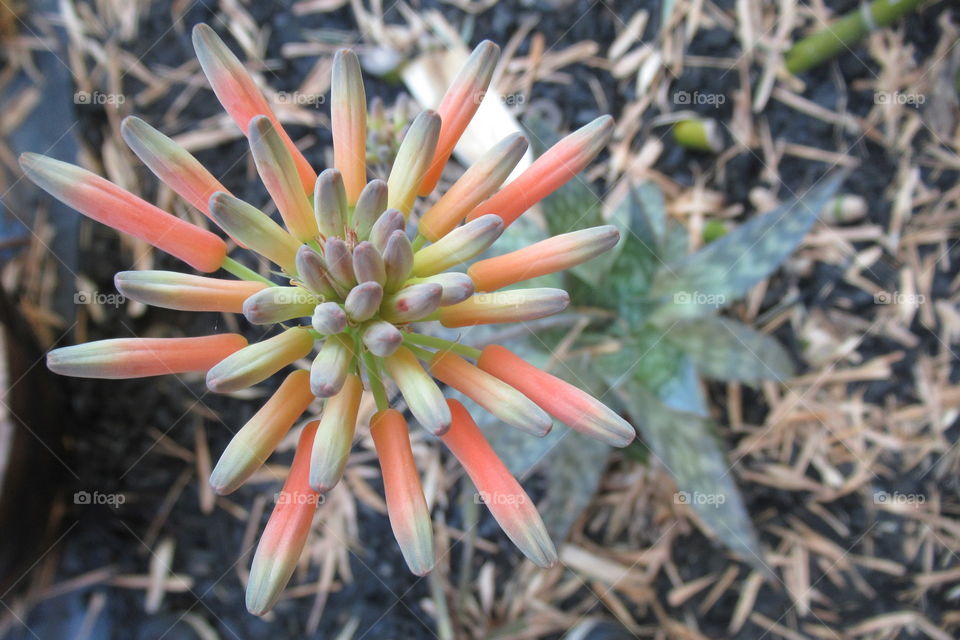 Flower from sn aloe vera plant