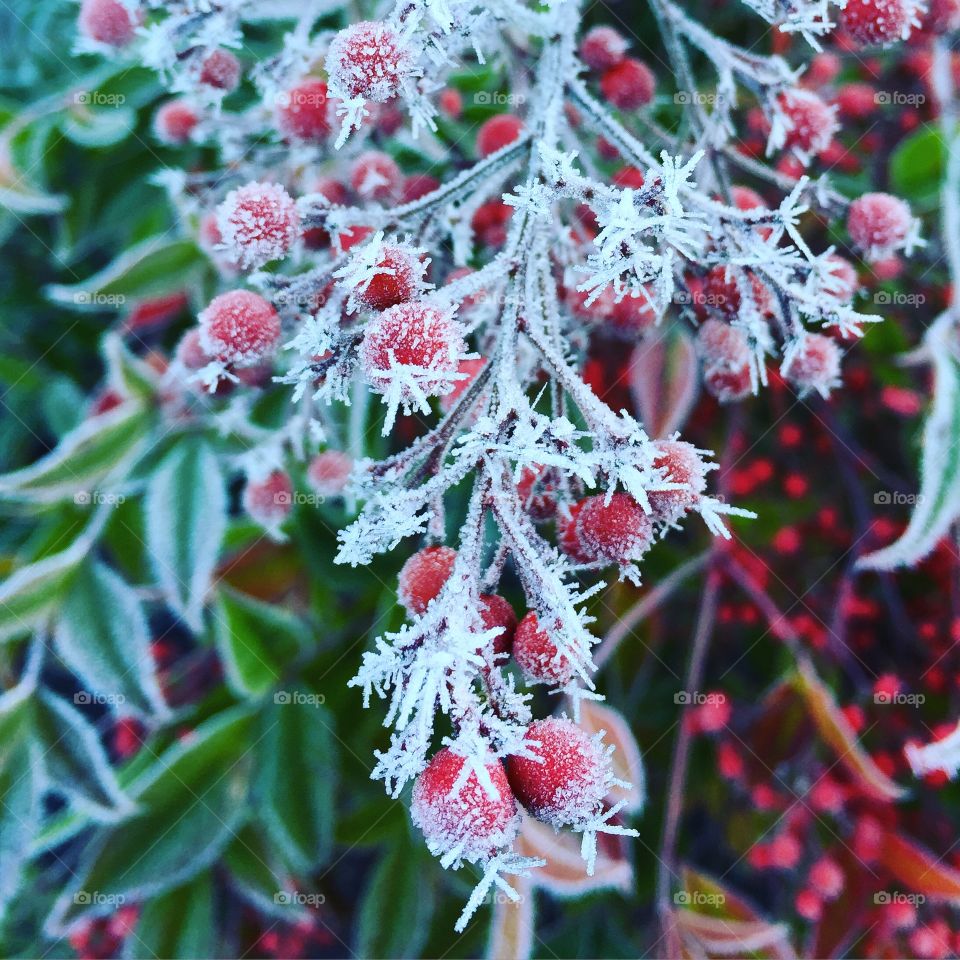 Frosted berries