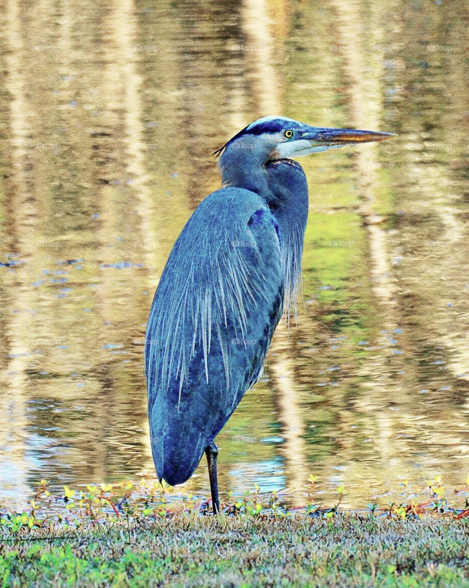 Beautiful SC Great Blue Heron 