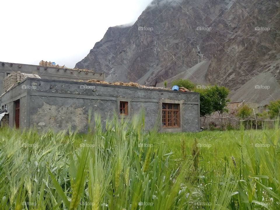 A beautiful house in green landscaped. A beautiful scene of a village in Leh Laddakh called Bongdang Located in state of India Kashmir. That's why it's called heaven on earth.