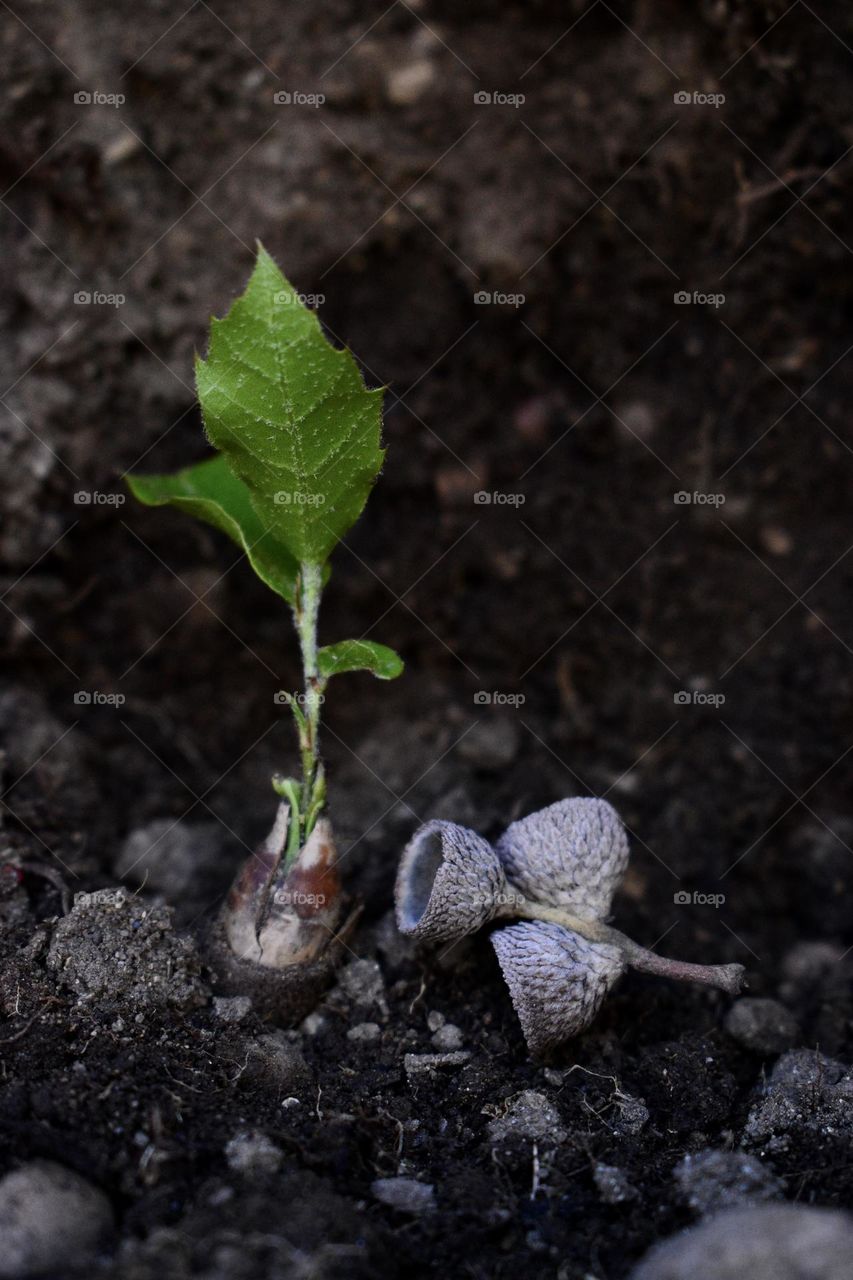 the plant comes out of the acorn seen from the ground 