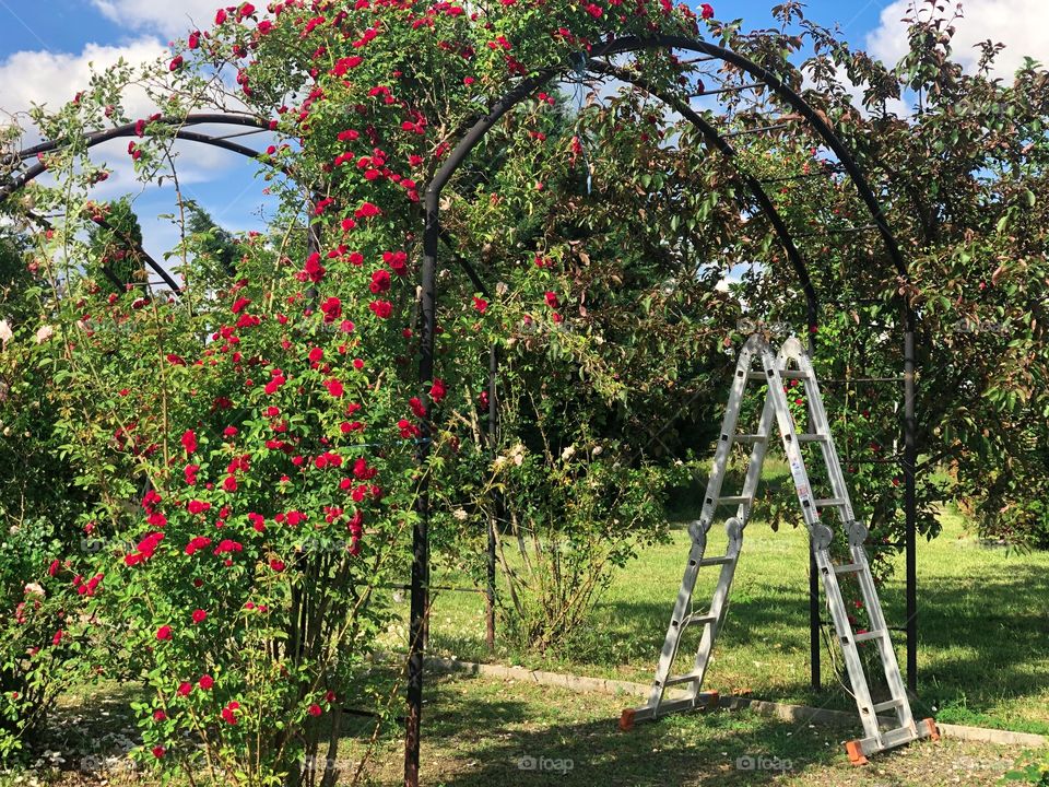 Garden in summer