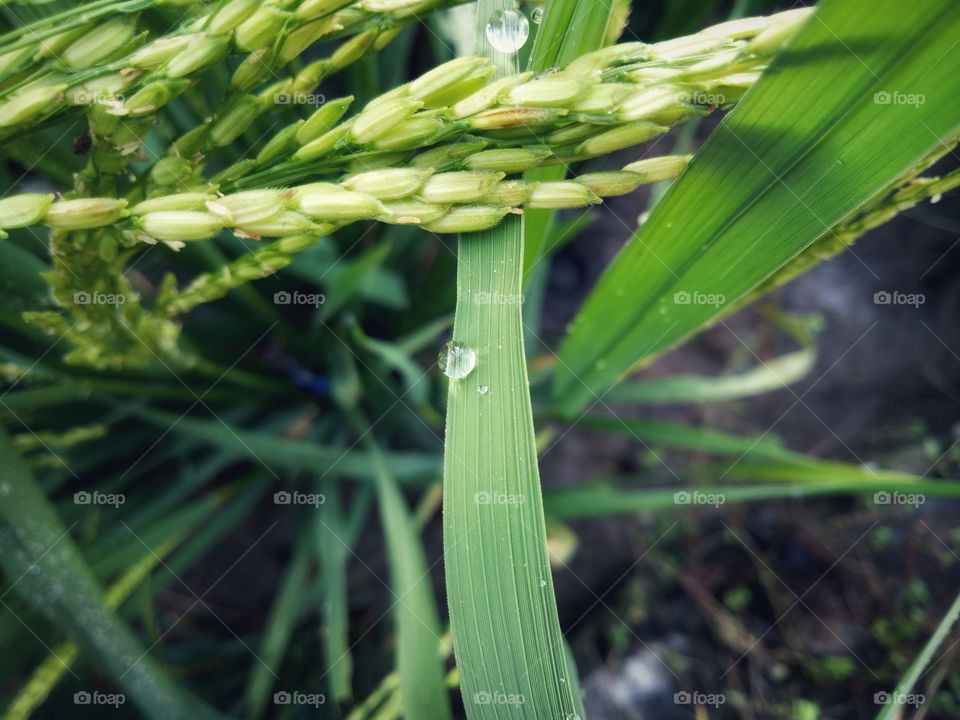 Dew drop on Rice Plant leaf