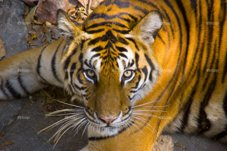 THE BENGAL TIGER IN PATTAYA THAILAND