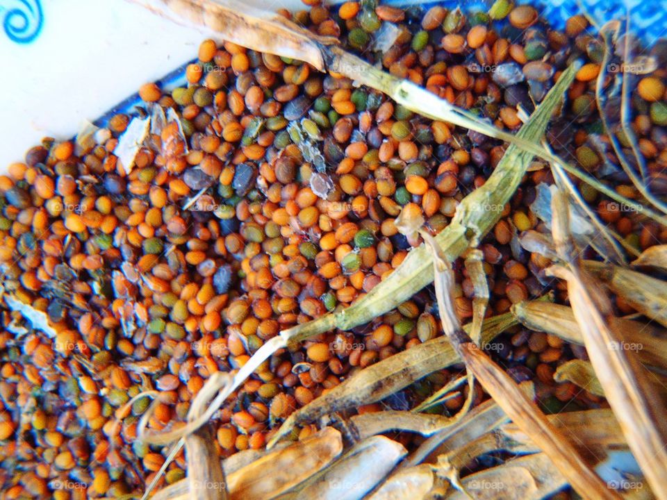 Rocket from my garden