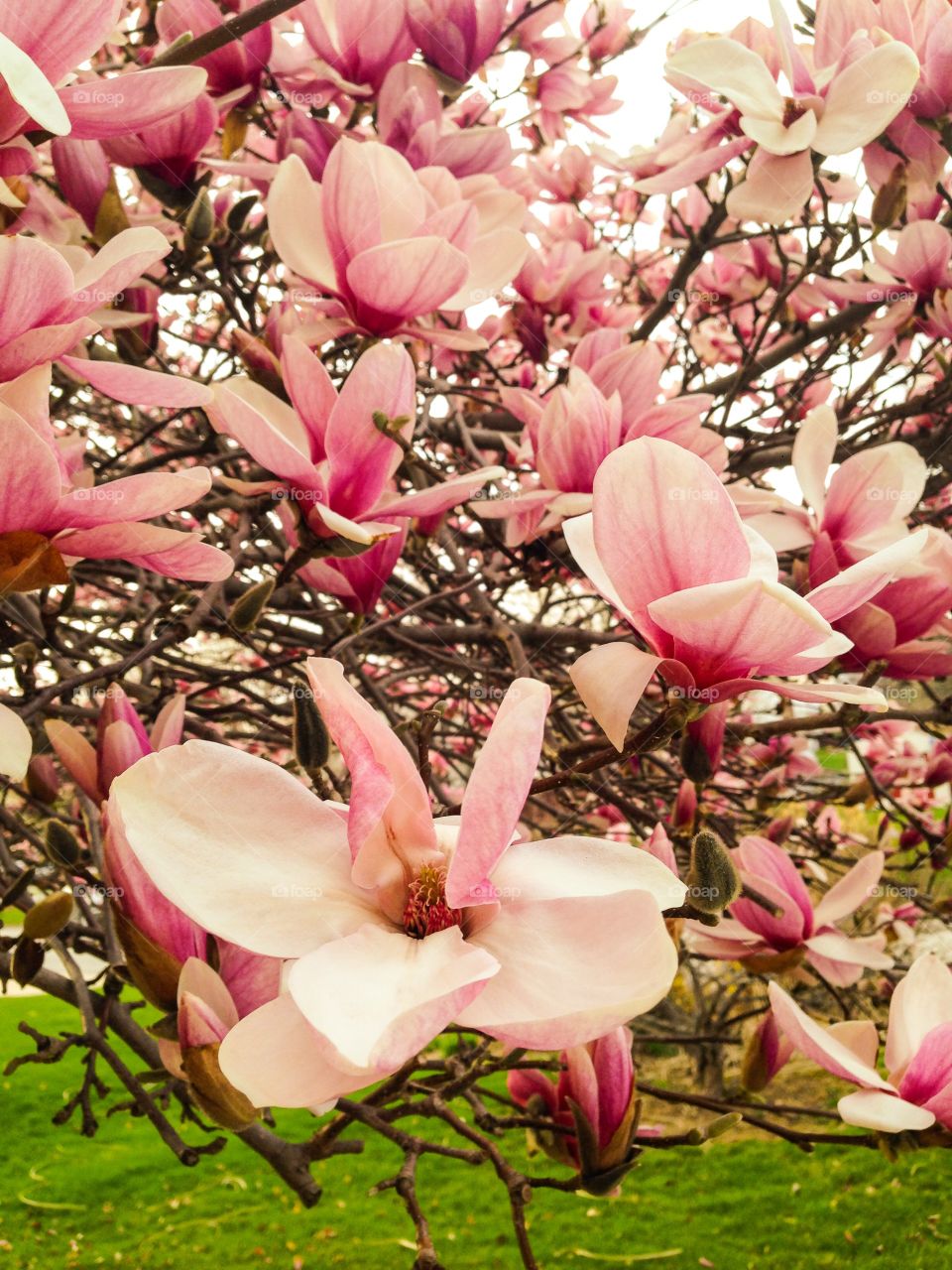 Sunny Magnolia Blooms
