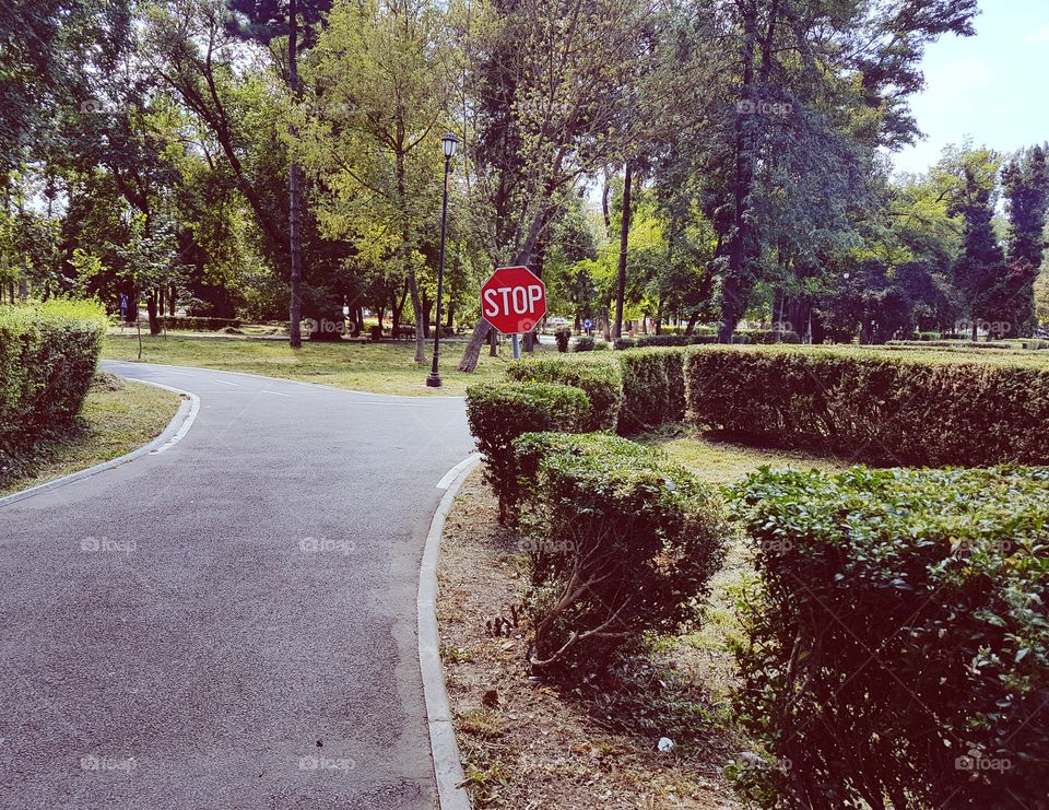 Road, Guidance, Tree, Landscape, Nature