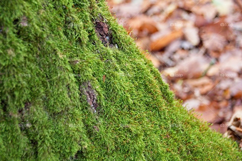 green moss on tree trunk