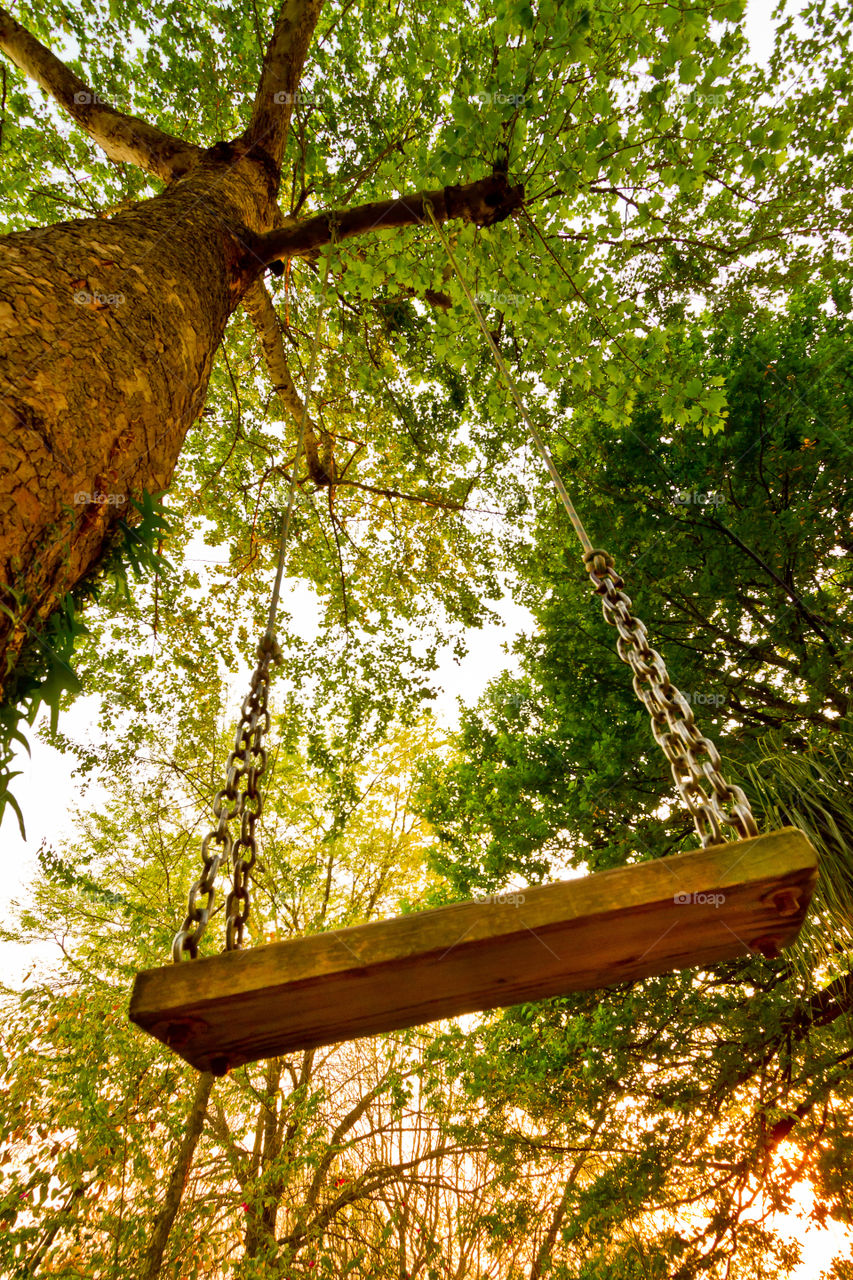 Point of view of this swing on a tall tree is the focus of this composition. The viewer is drawn to the adventure of this wooden swing at sunrise