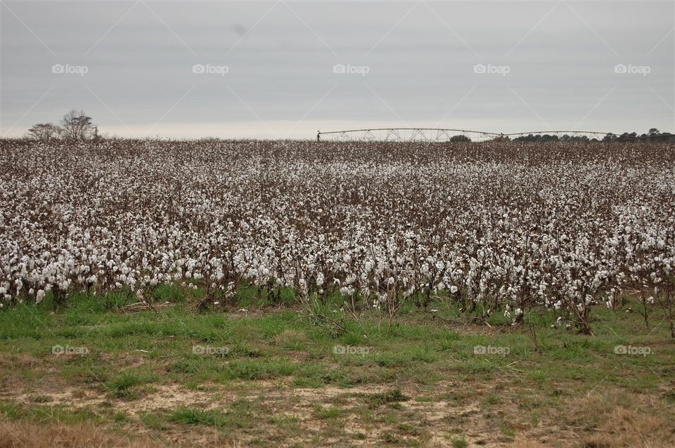 Cotton field