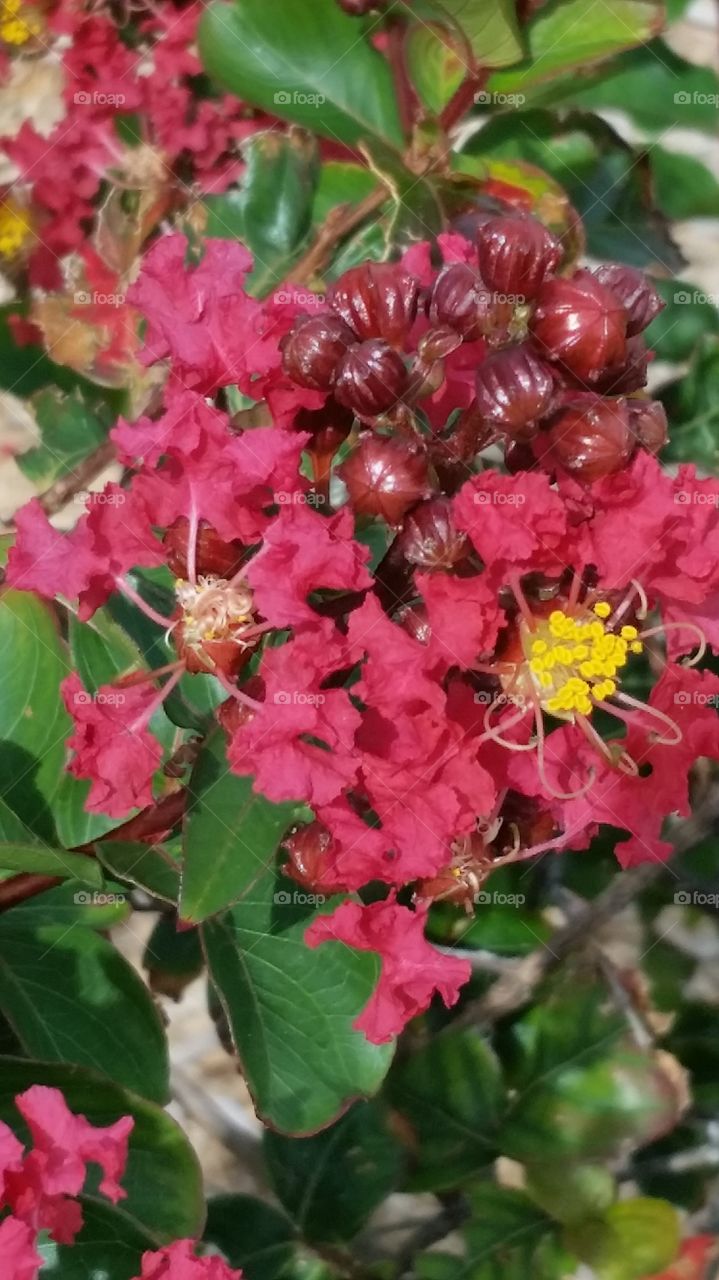 Florida flowers. Tampa Bay