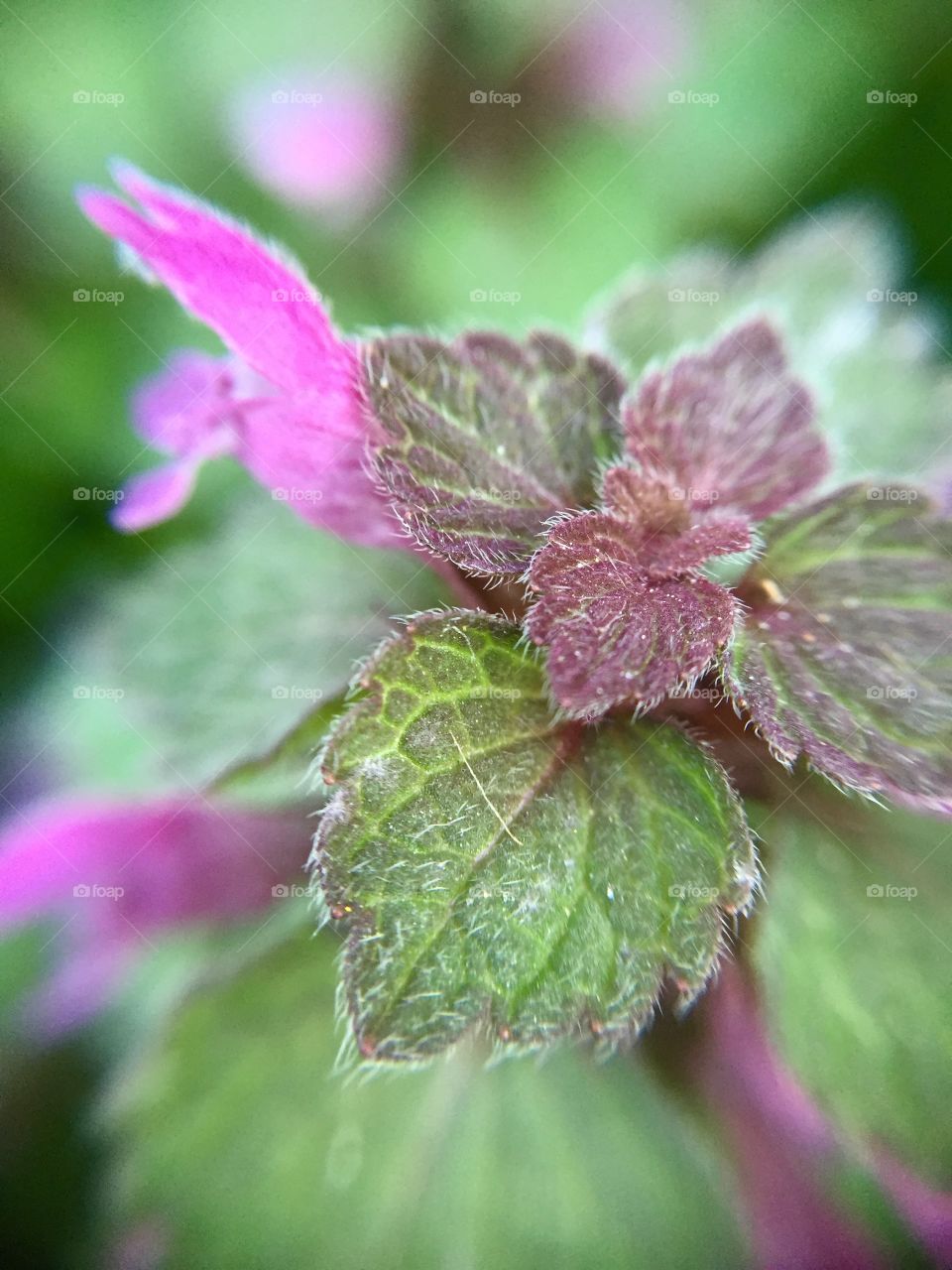 Nettle. False nettle, macro shoot