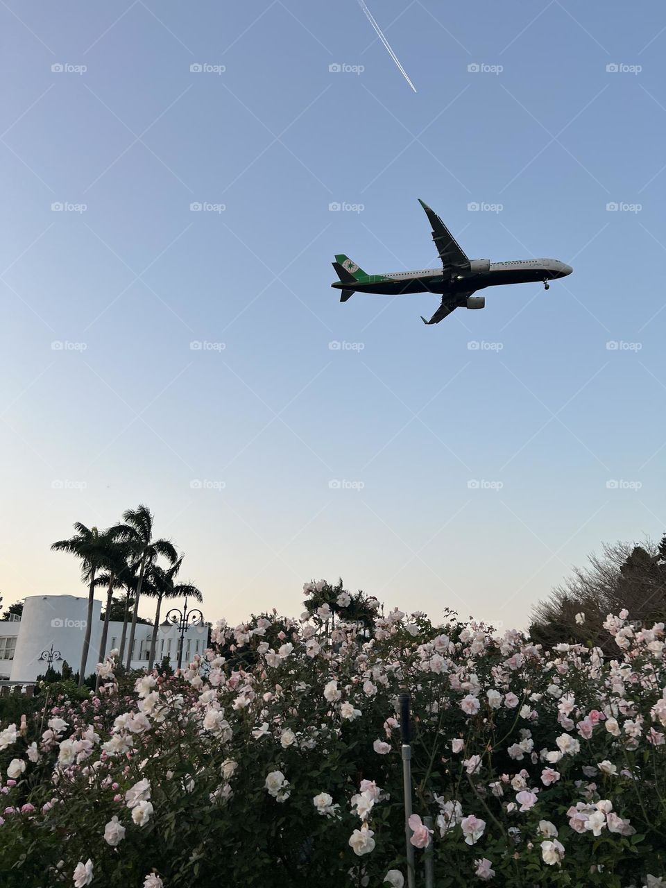 Flower and the aircraft 