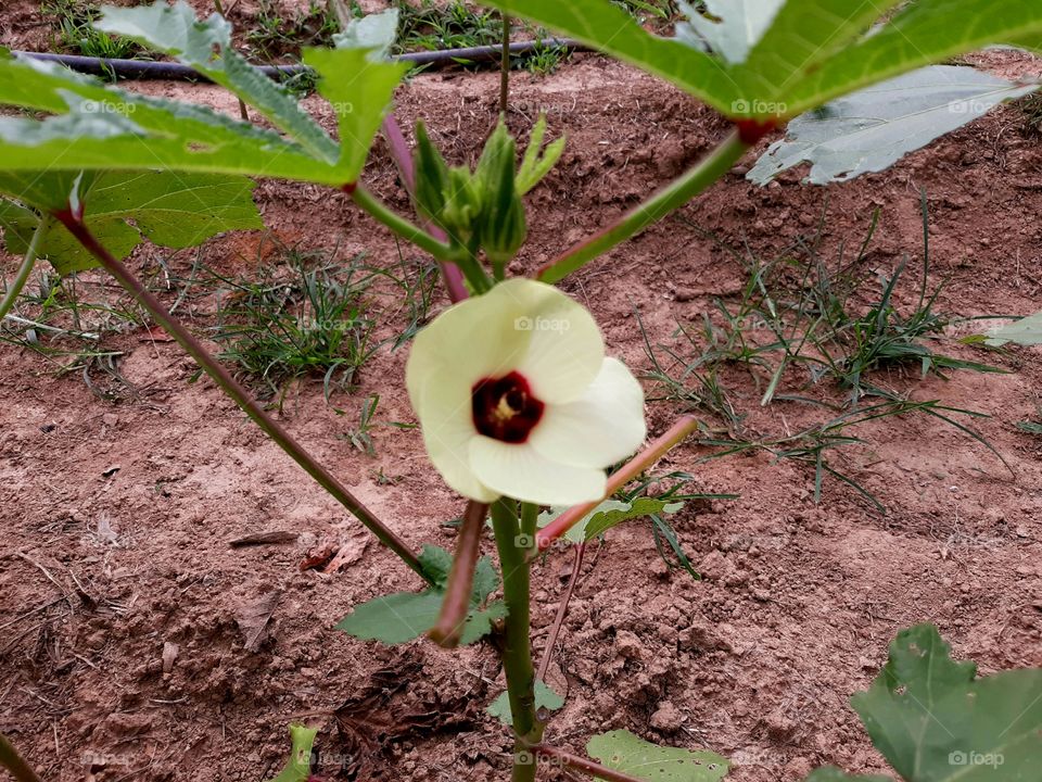 Okra bloom