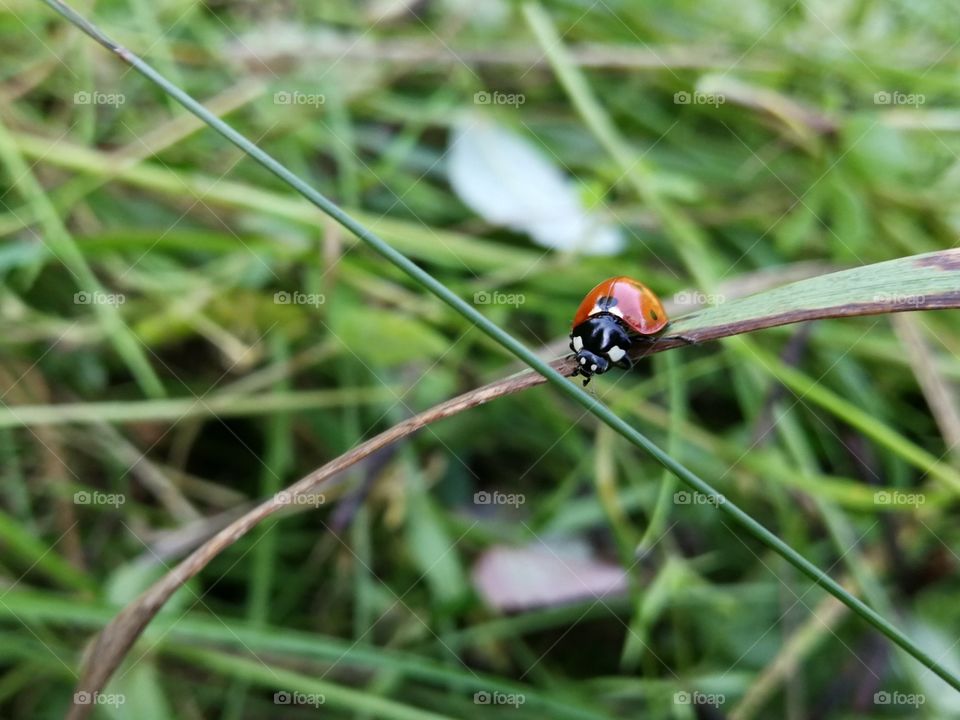 The little ladybug. 🐞