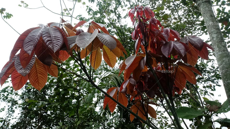 DAS NATUR, NATÜRLICHES LICHT, UMWELT, PFLANZENWELT, SONNENLICHT, BÄUME, BLÜTEZEIT, GUTES WETTER, HIMMELBLAU Haaallooouuu liebe freunde
Woooow! Wunderbar!!!👍👍👍💙
Ich gebe da 5 große sterne ⭐⭐⭐⭐⭐ warum habt Wunderbar ...