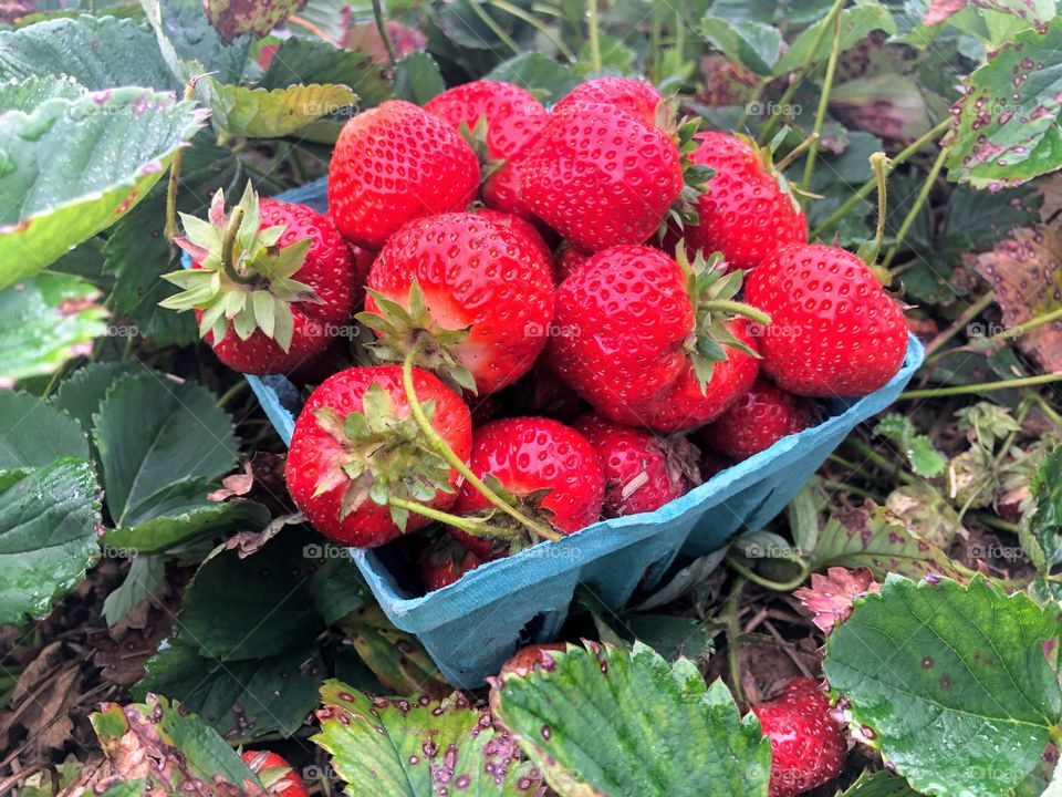 Fresh Strawberries 