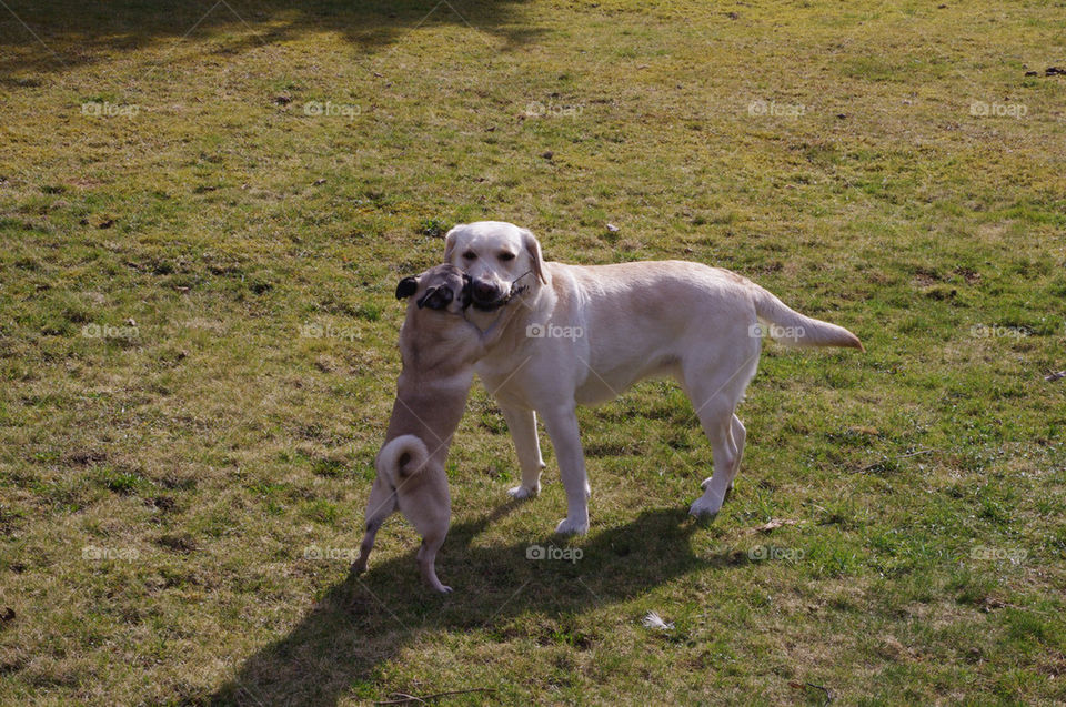 play dog dogs pug by jessyblue