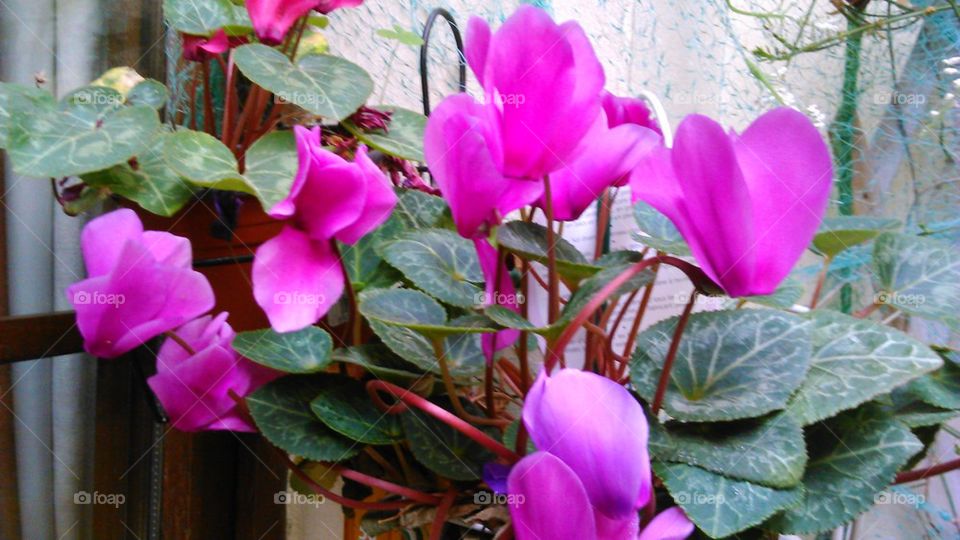 cyclamen