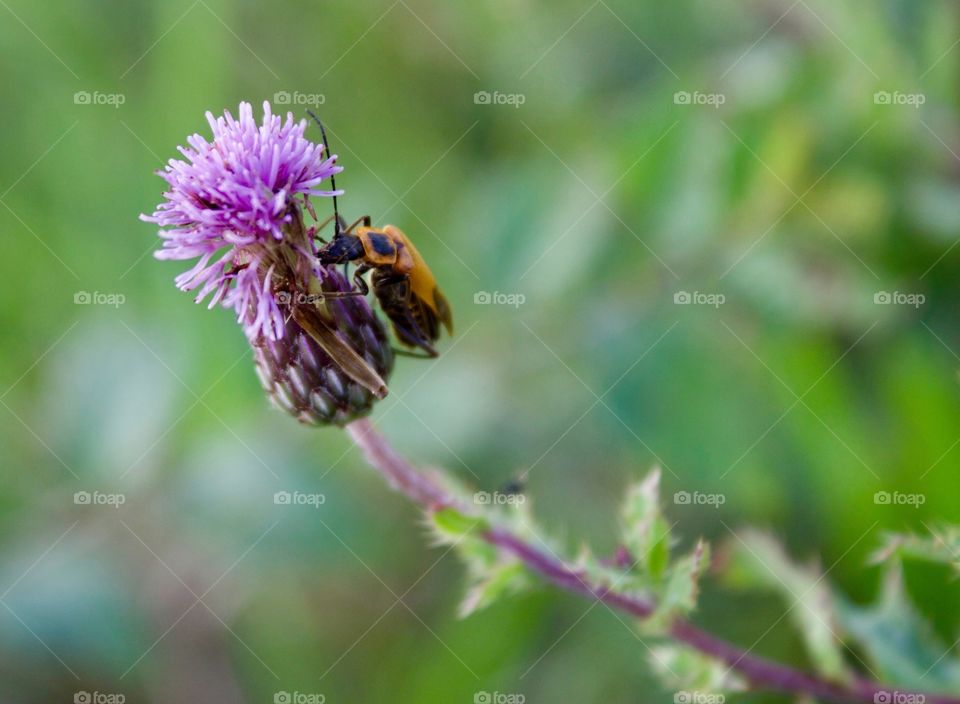 Lightning Bug on a Bull Thistle in a meadow 