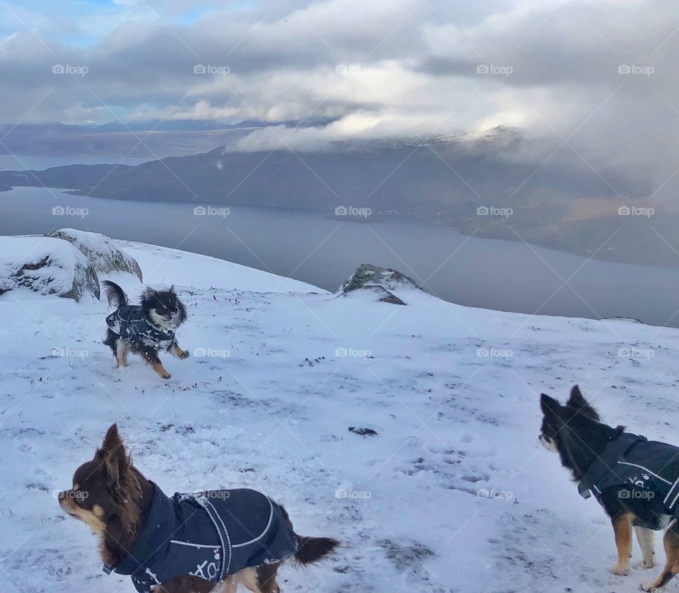 Snow loving chihuahuas 