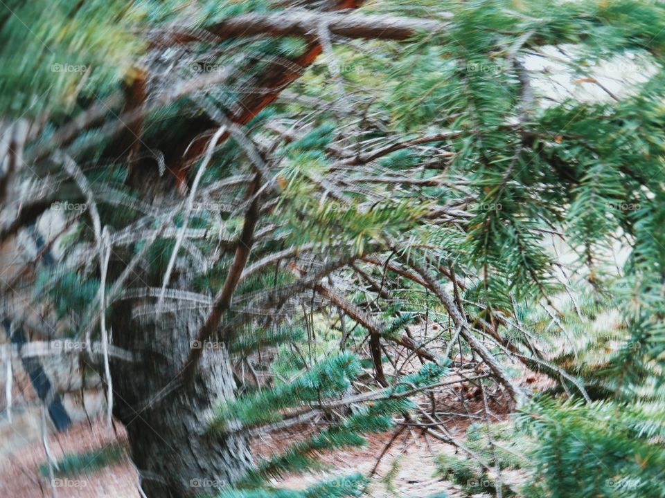 Trees, pine trees, playing with my camera