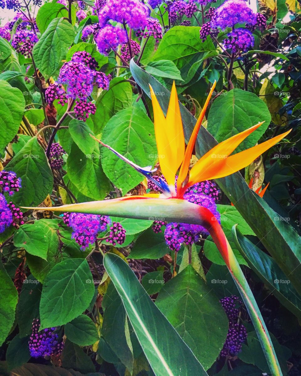 Bird of paradise flower 
