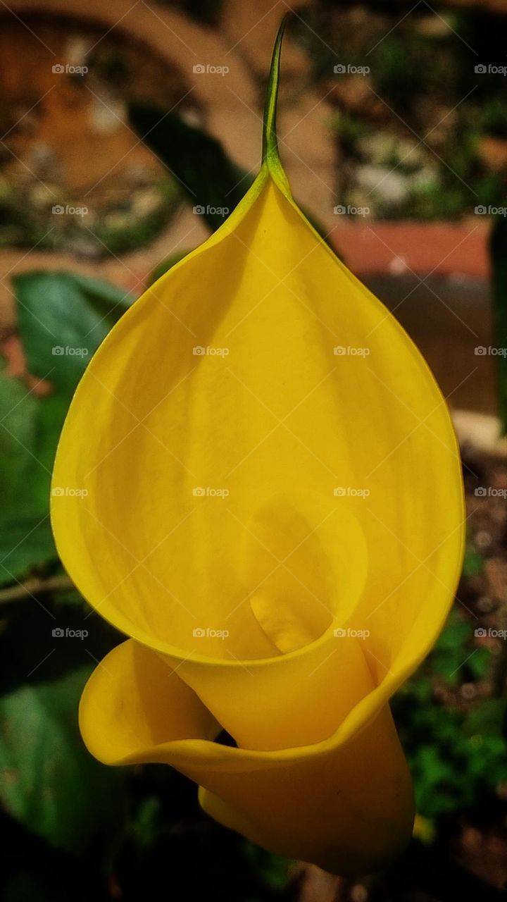 beautiful yellow flower