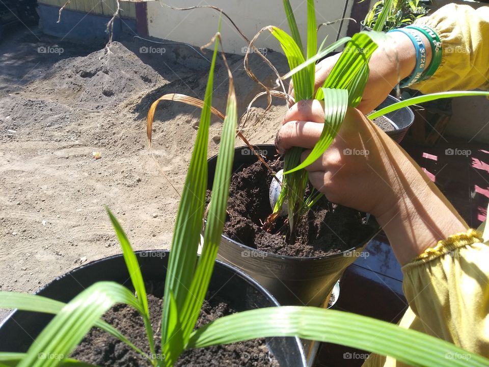 Planting