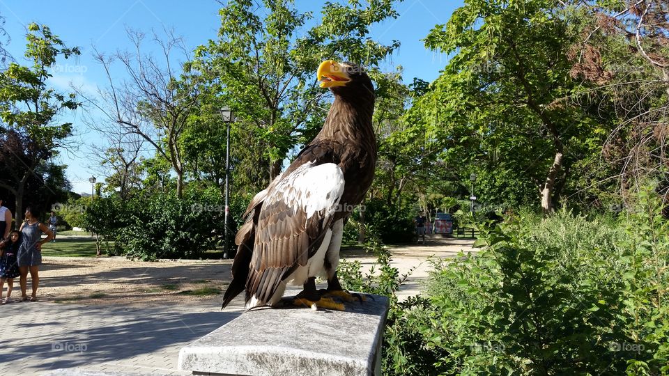 Aguila-Eagle