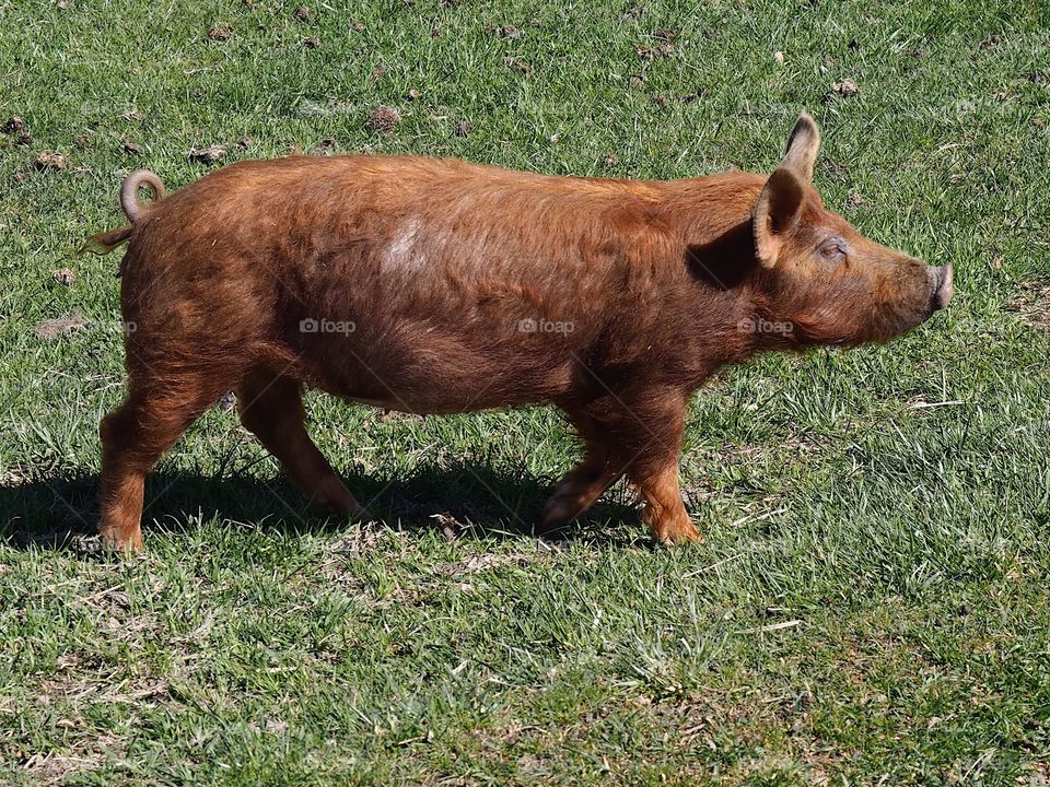 A large brown pig forages on a green pasture in rural Central Oregon on a sunny spring morning. 