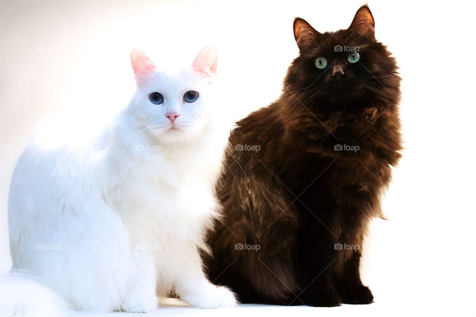 Close-up of white and black cat