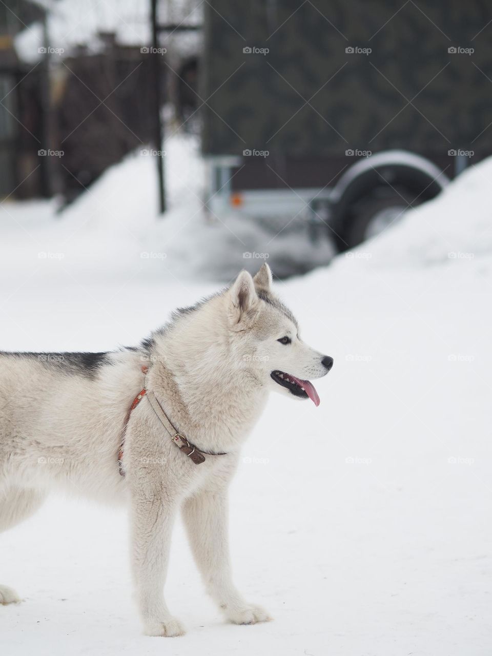 Grey dog on winter day 