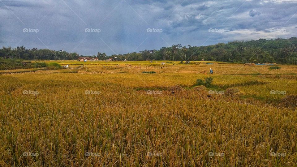 The rice fields are ready to be harvested with a beautiful natural view