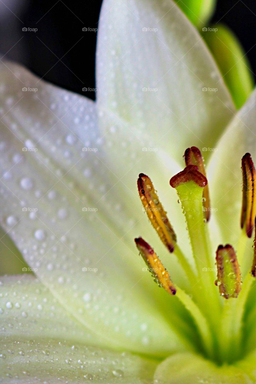 Macro pistils!