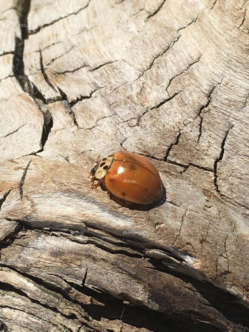 An up close shot of a ladybug on an old weathered piece of wood found along the beach.