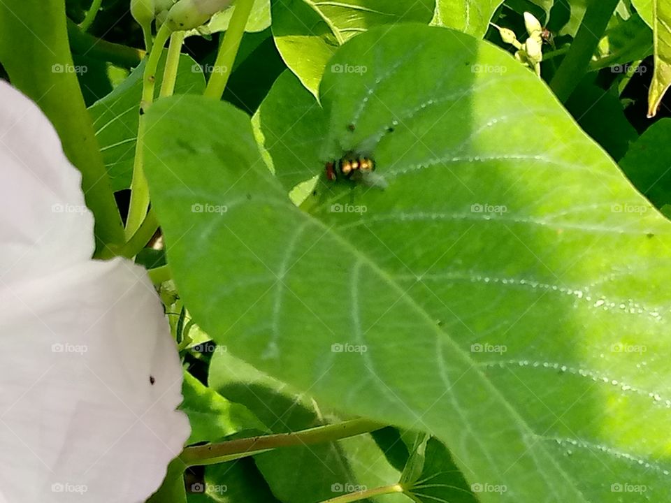 a fly enjoying on a flower leaf. every creature is at liberty to move and enjoy.