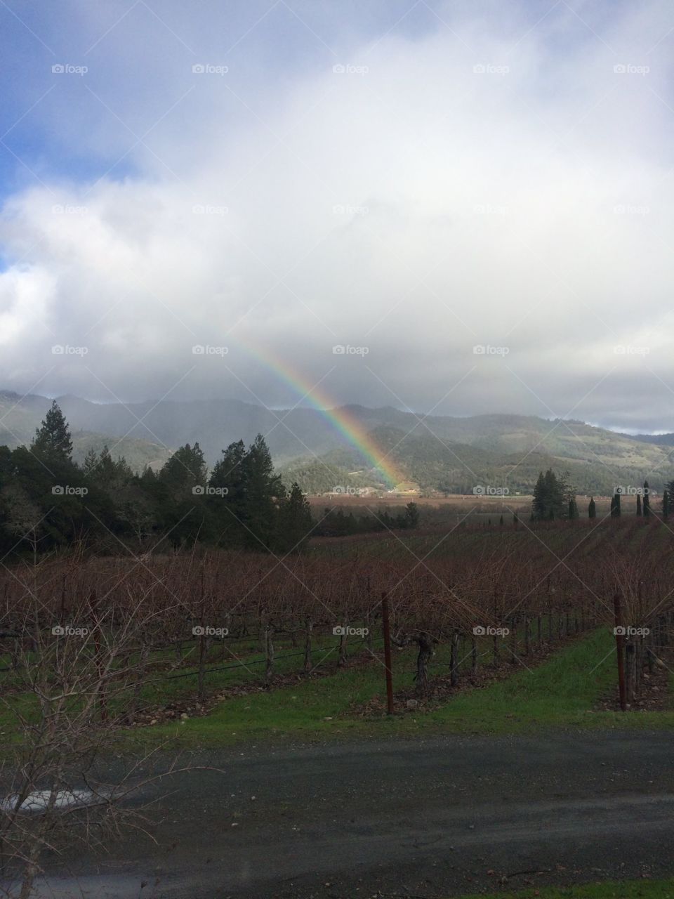 Rainbow in wine country after storm 