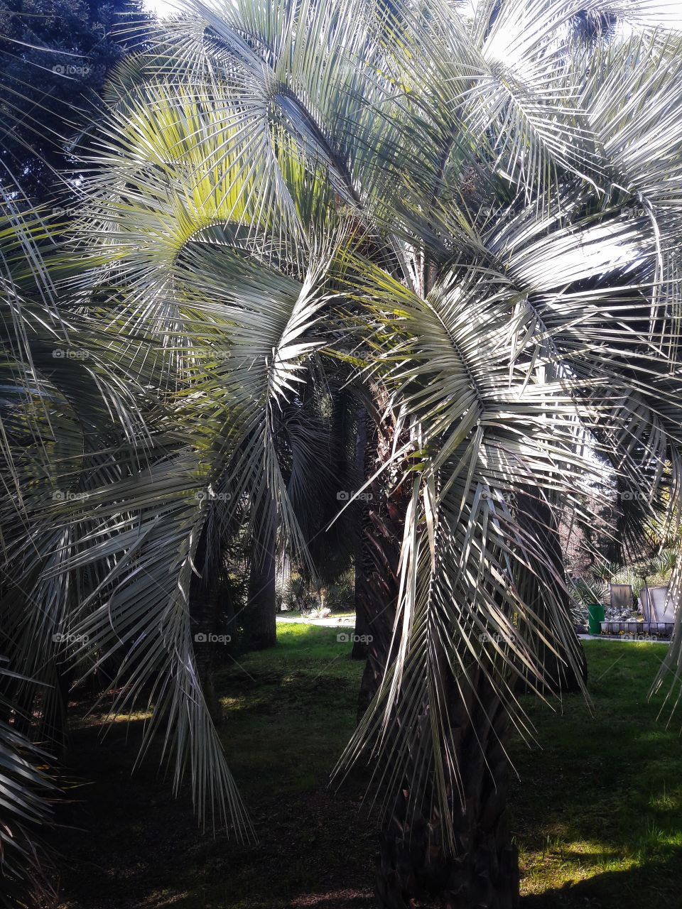 No Person, Nature, Tropical, Tree, Outdoors