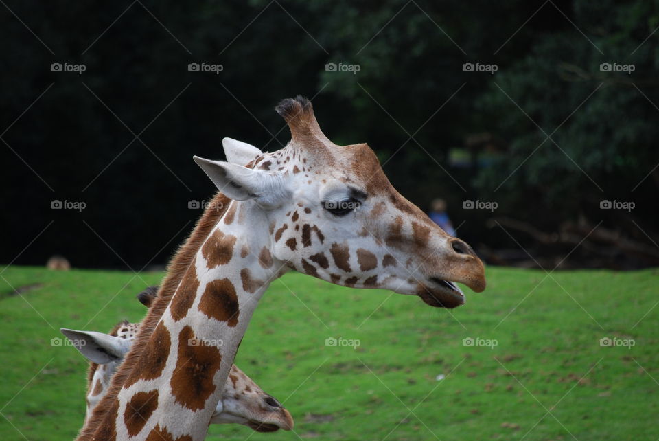 Giraffe eating 
