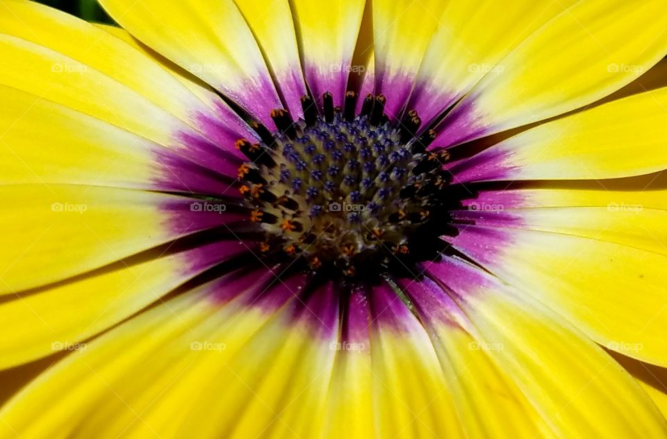 Beautiful dual color daisy
