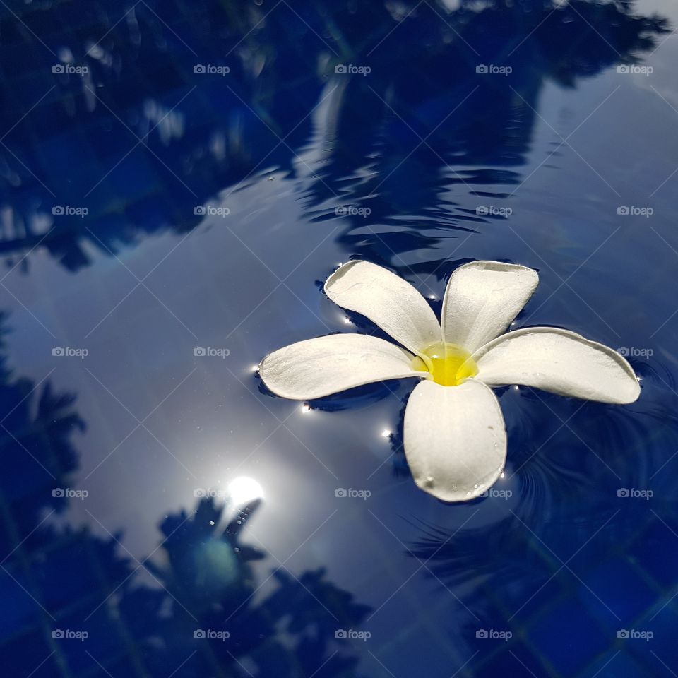 Floating Flower